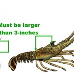 How to Measure a Florida Spiny Lobster