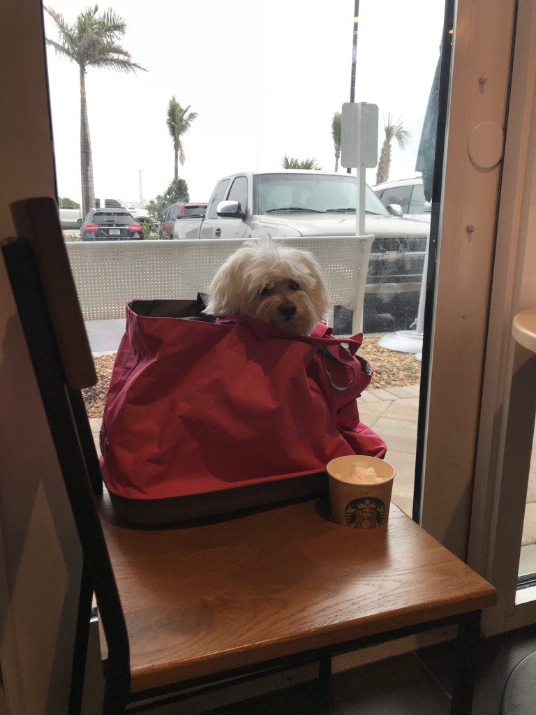 Starbucks Key West The Key Wester A Key West Information Blog