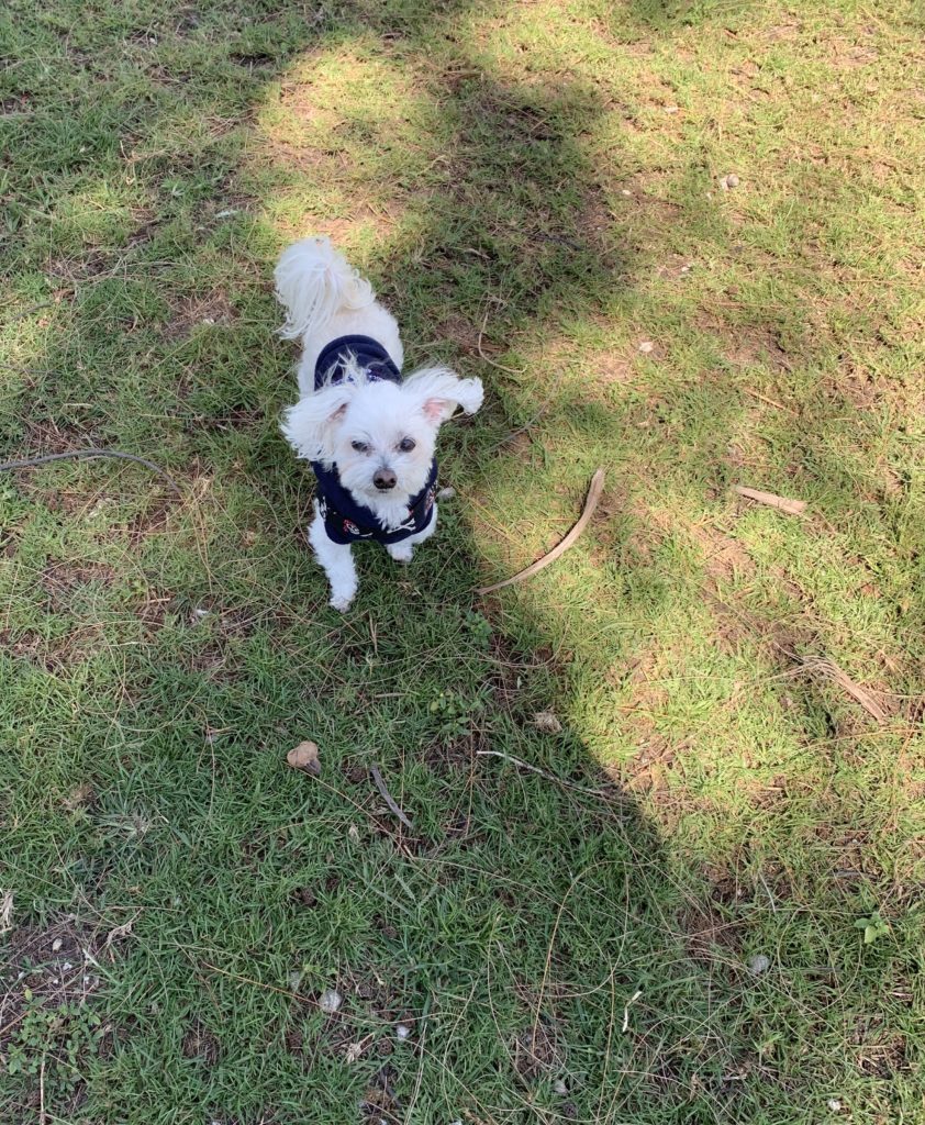 indiana bones, maltese dog, dog park, key west, higgs beach