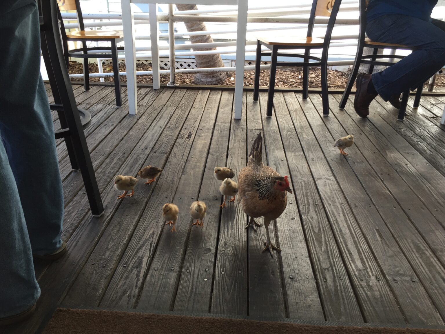 Key West Chickens The Key Wester A Key West Information Blog