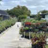 A Visit to Key West’s MARC House Plant Store