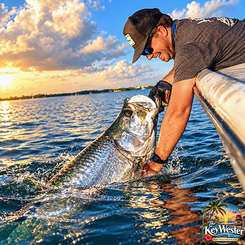 Tarpon fishing release